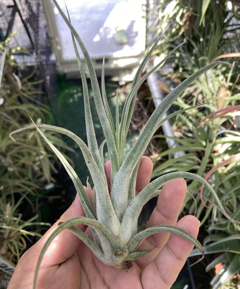 Ꭲ.Bea Correale x Ꭲ.caput-medusae Sonoran Snow |