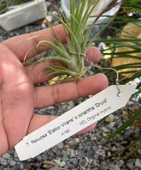 T.flexuosa ‘Elatior Virens’ x T.ionantha ‘Druid’