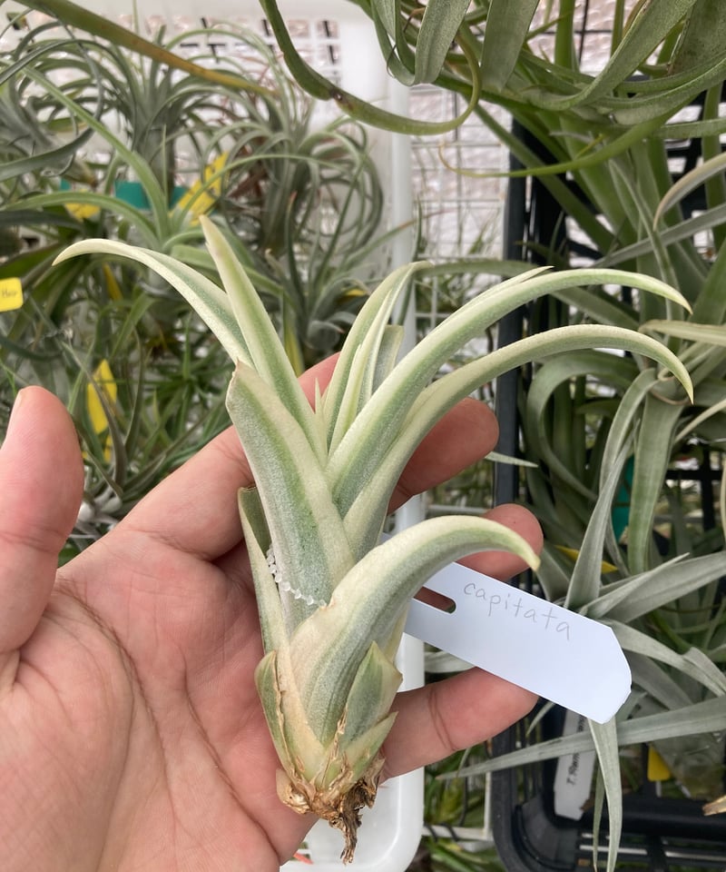 Tillandsia ‘Deborah Ann’（デボラアン） Tillandsia Deborah Ann (Tillandsia riohondoensis variegated