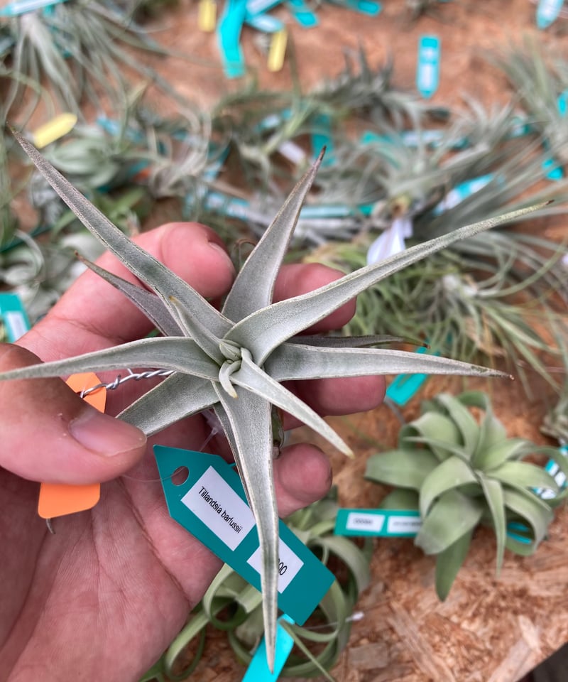 Ꭲ.barfussii | 【Good Field】エアープランツ専門店