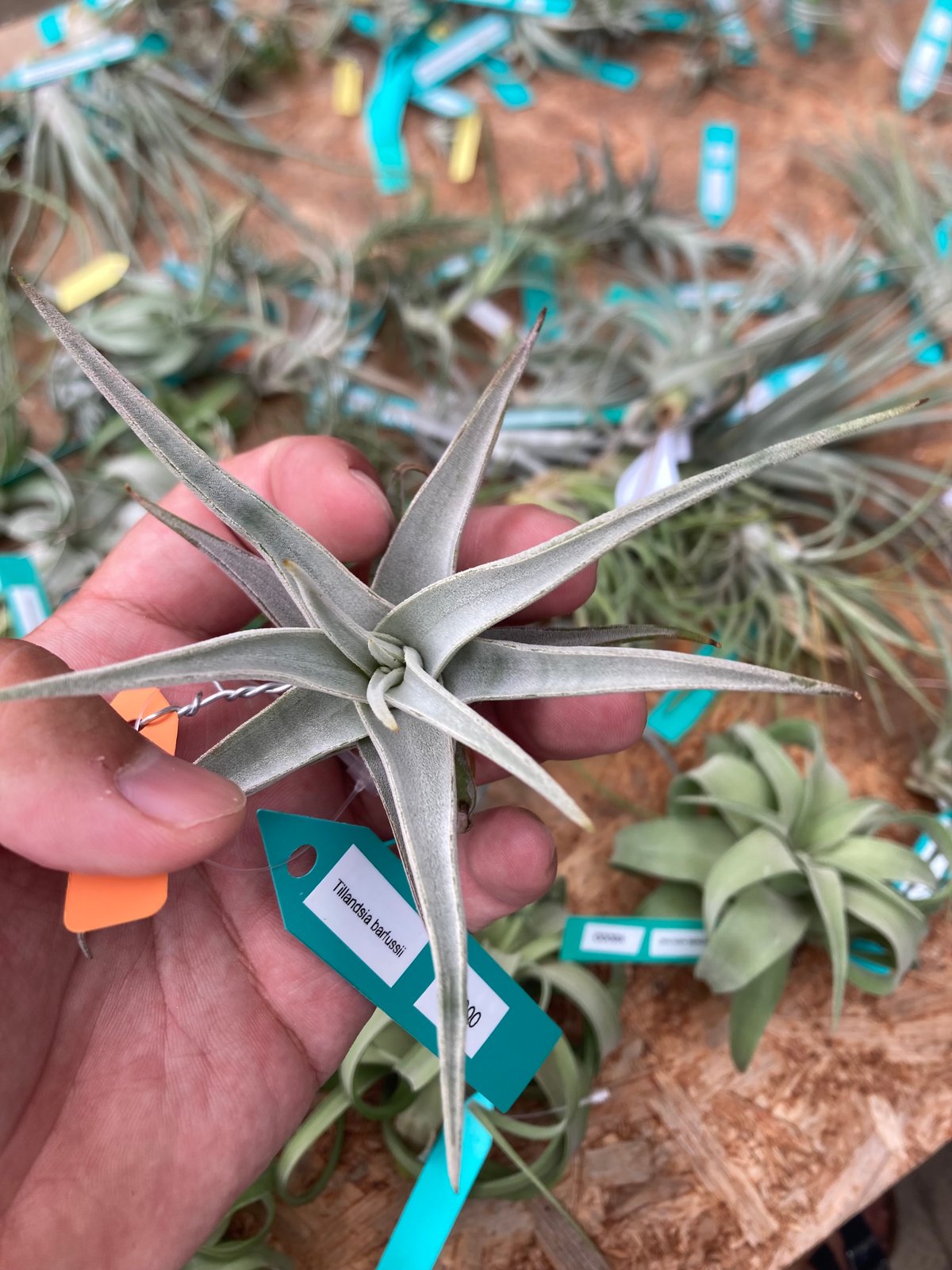 Ꭲ.barfussii | 【Good Field】エアープランツ専門店