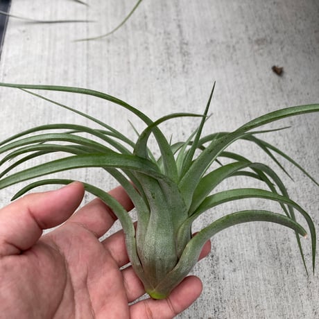 ティランジアハンドブック ティランジア・ハンドブック | 清水秀男 |本 | 通販 | Amazon