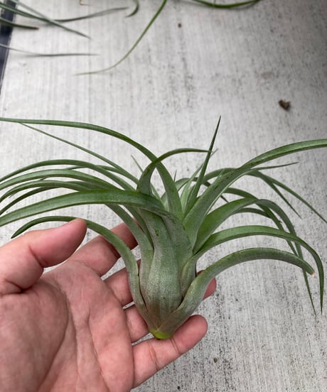 CATEGORY Tillandsia | 【Good Field】エアープランツ専門店