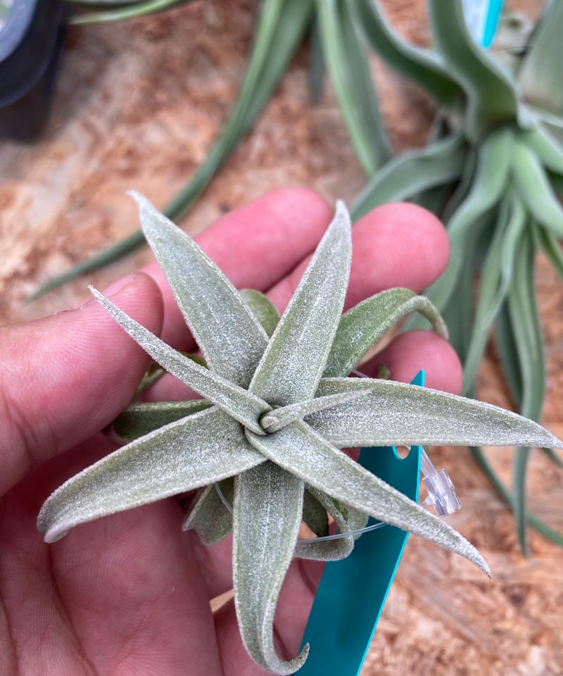 現品】チランジア・ラティフォリア・レウコフィラ T. latifolia var