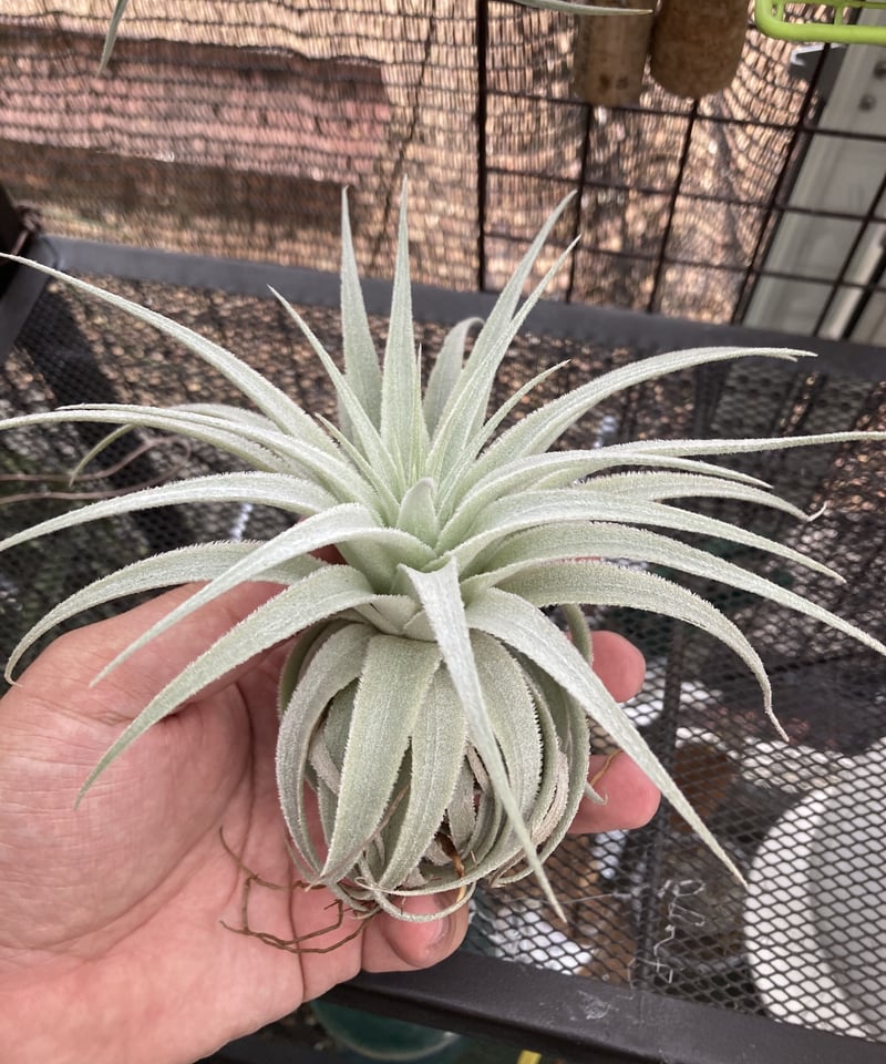 tillandsia Gardneri Rupicola wild 速達発送 tillandsia Gardneri Rupicola wild 速達発送 tillandsia