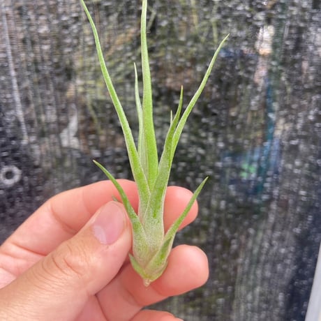 ティランジア・ハンドブック ティランジア・ハンドブック - ノースブックセンター