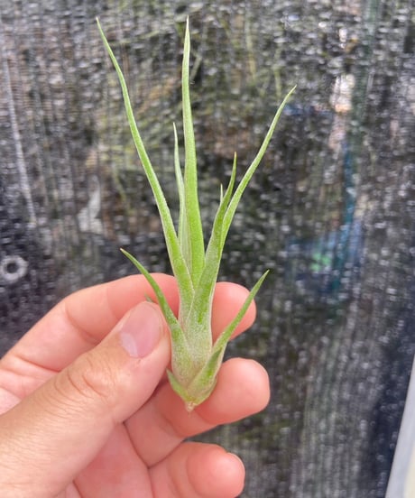 チランジア Awesome Amber Tillandsia rothii x concolor 'Awesome