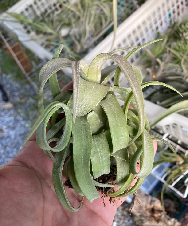 Ꭲ.Bea Correale x Ꭲ.Regal Rene | 【Good Field】エアー