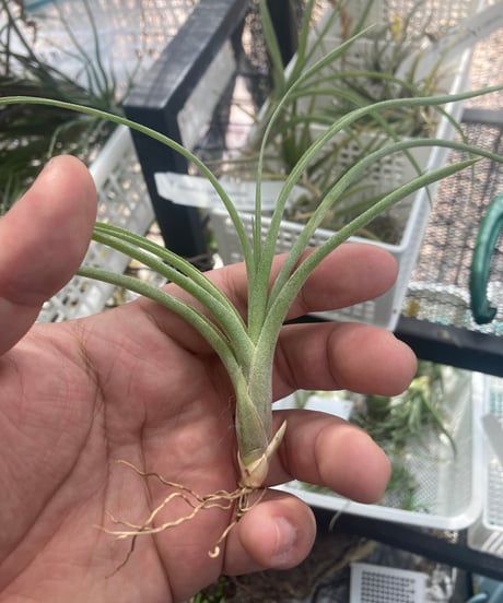 ブロメリア・エアープランツ Tillandsia 'Patricia McKeon from Domingo CATEGORY 交配種 | 【Good Field】エアープランツ専門店