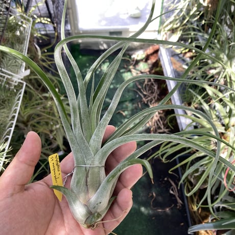 STORES エアープランツの検索結果