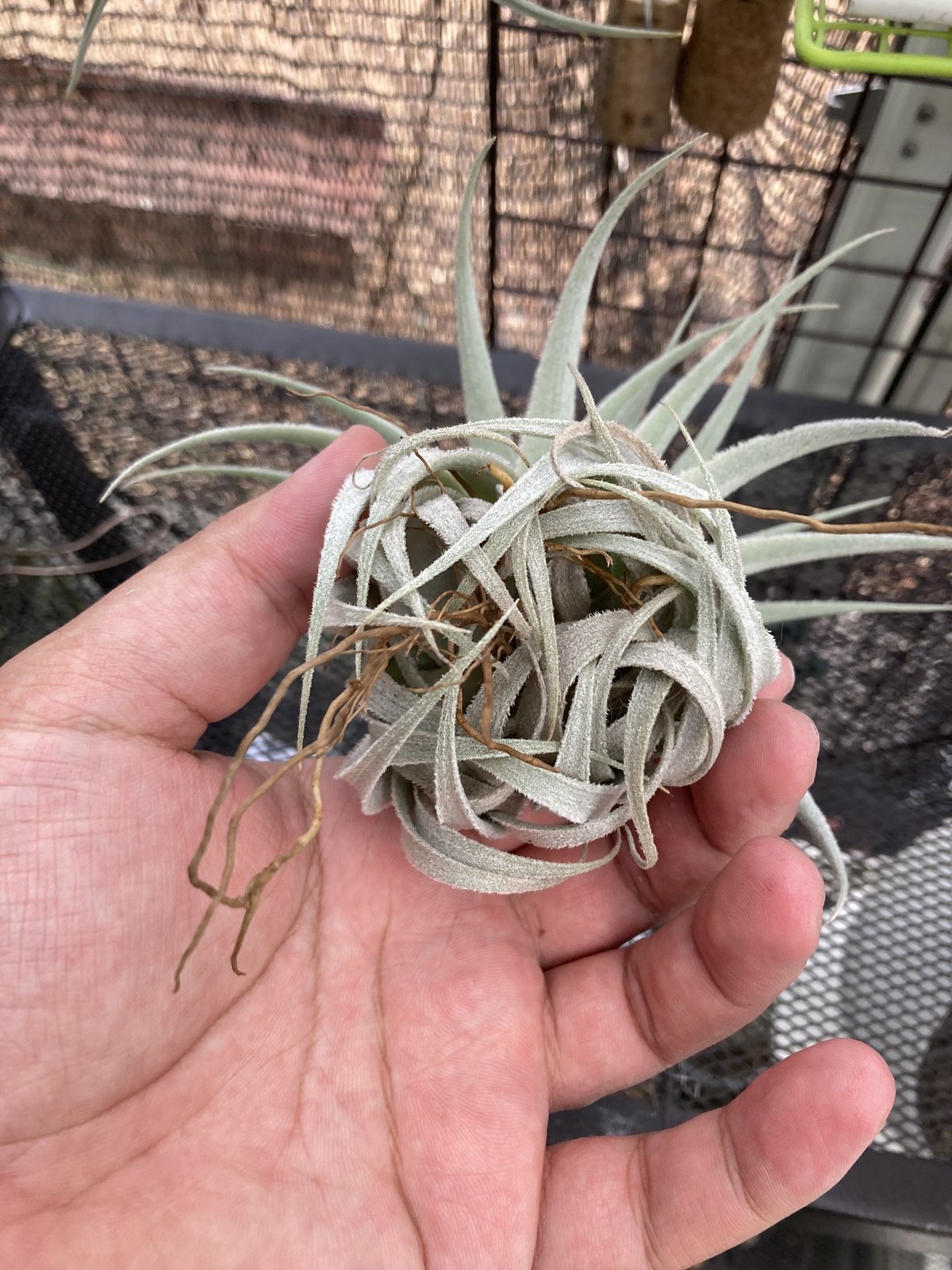 ブロメリア・エアープランツ Tillandsia Gardneri rupicola Tillandsia gardneri rupicola. (Light purple flower form
