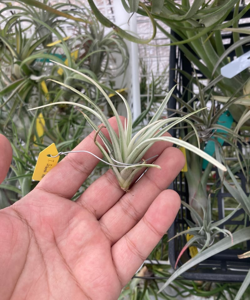 Tillandsia Deborah Ann 速達発送 Tillandsia Deborah Ann 速達発送 Tillandsia Deborah Ann 速達発送