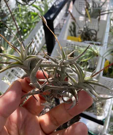 CATEGORY Tillandsia | 【Good Field】エアープランツ専門店
