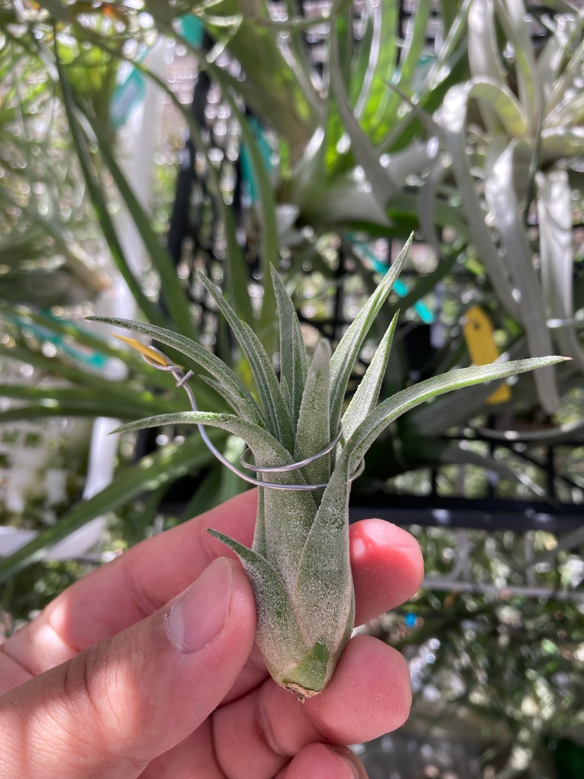 Ionantha Ron × Streptophylla Belize 速達発送 Ionantha Ron × Streptophylla Belize 速達発送