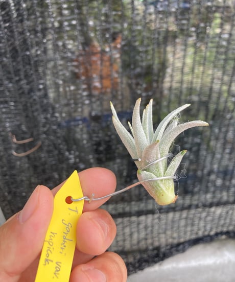 CATEGORY Tillandsia | 【Good Field】エアープランツ専門店