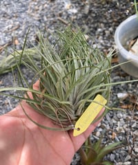 T.sucrei x T.geminiflora