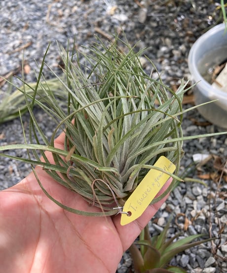 ブロメリア・エアープランツ Tillandsia 'Patricia McKeon from Domingo CATEGORY 交配種 | 【Good Field】エアープランツ専門店