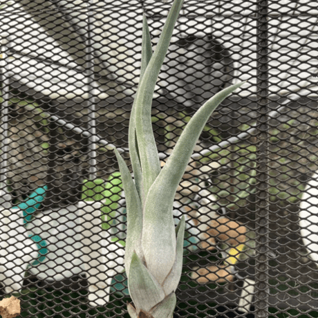 T.Gorgon (streptophylla × pseudobaileyi)