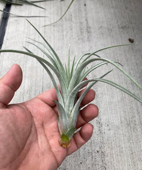 CATEGORY Tillandsia | 【Good Field】エアープランツ専門店