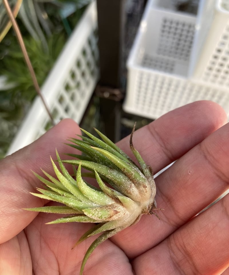 ブロメリア・エアープランツ Tillandsia Minnie White チランジア ミニー ホワイト Tillandsia 'Minnie White