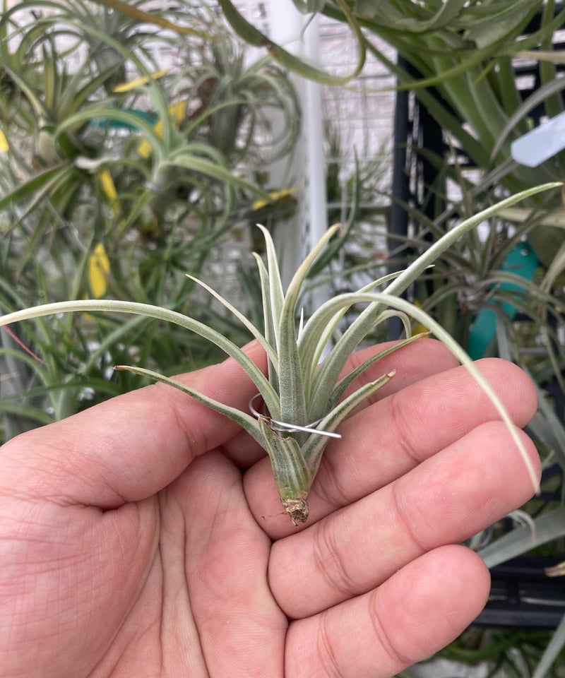 Ꭲ.Deborah Ann | 【Good Field】エアープランツ専門店