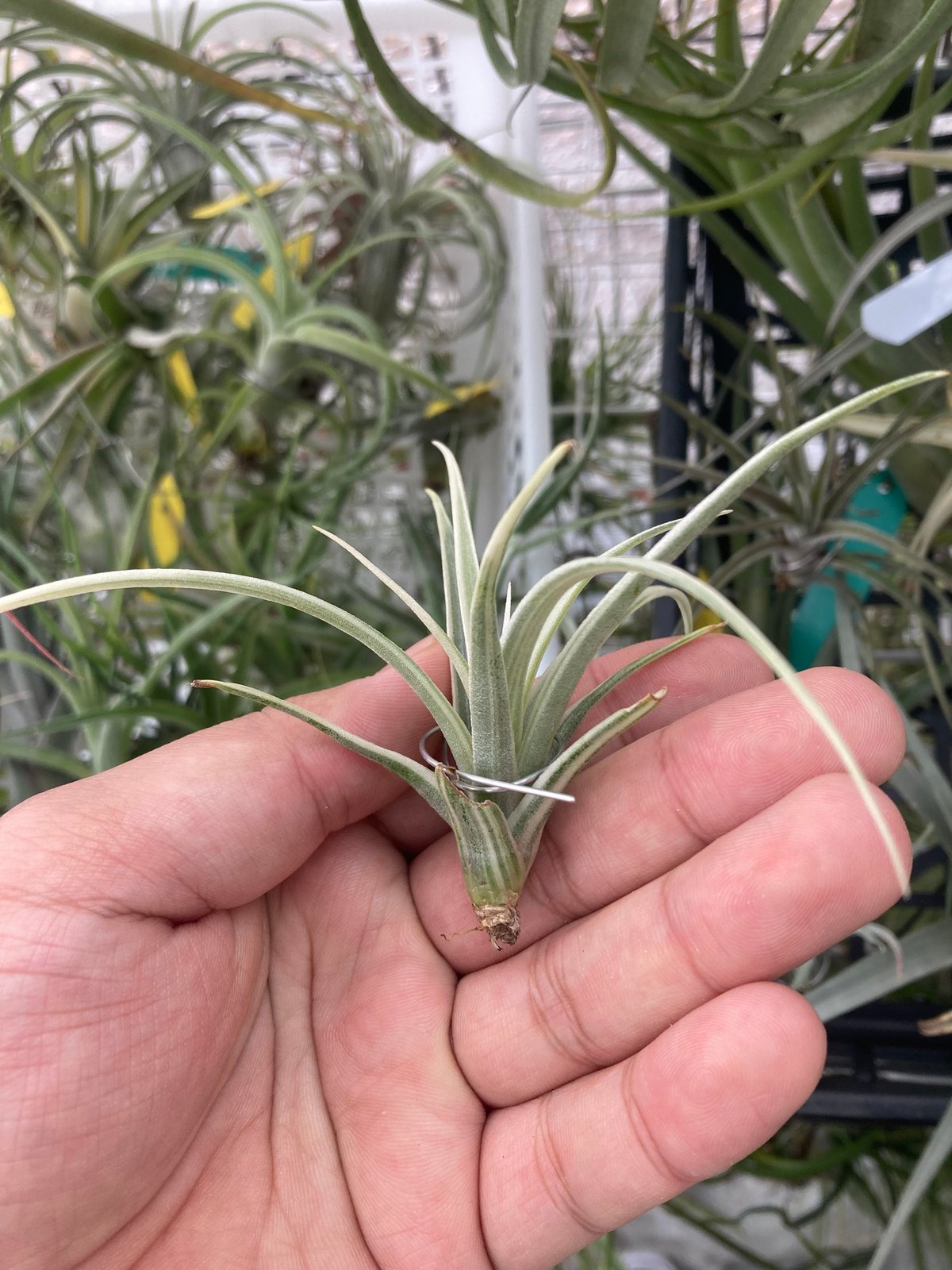Tillandsia Deborah Ann 着払い宅急便発送 fit=scale-down,w=1200