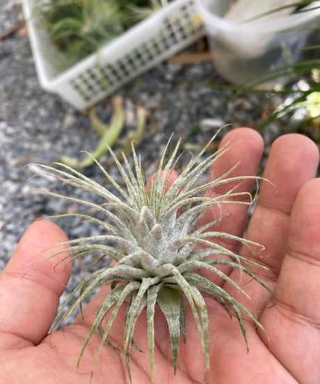 Ꭲ.ionantha Zebrina