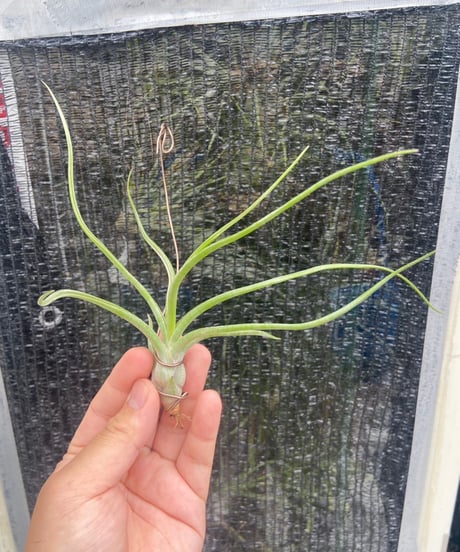 CATEGORY Tillandsia | 【Good Field】エアープランツ専門店