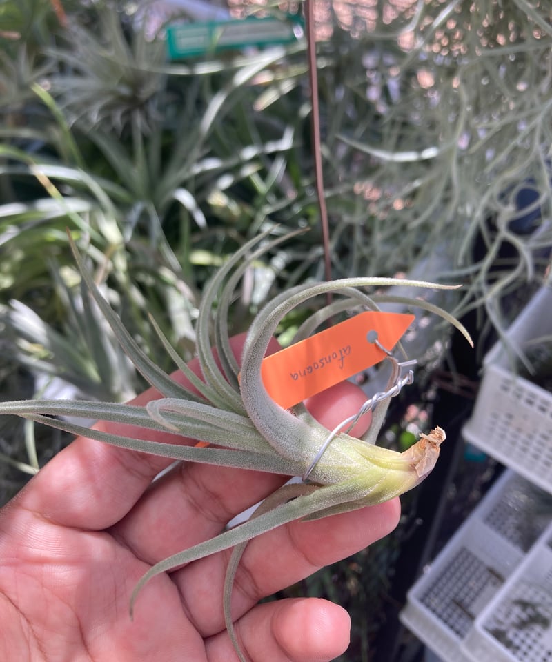 Ꭲ.afonsoana | 【Good Field】エアープランツ専門店