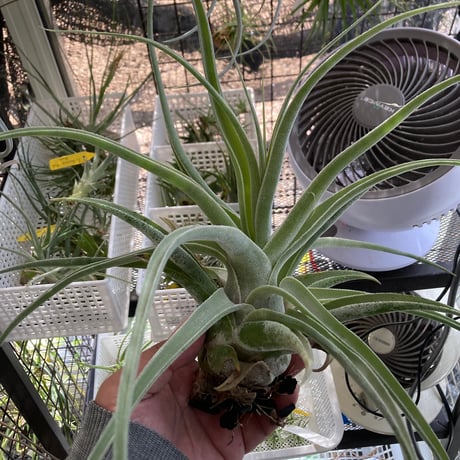 tkshrjk 　速達　チランジア ミスティックシリーズ 6種セット 楽天市場】チランジア 'ミスティックトランペット' (エアープランツ