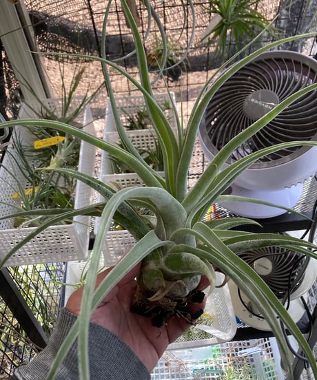 CATEGORY Tillandsia | 【Good Field】エアープランツ専門店
