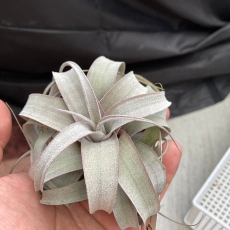 tillandsia | STORES