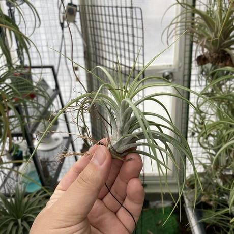 チランジア交配種 | STORES