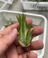 Ꭲ.ionantha Peach