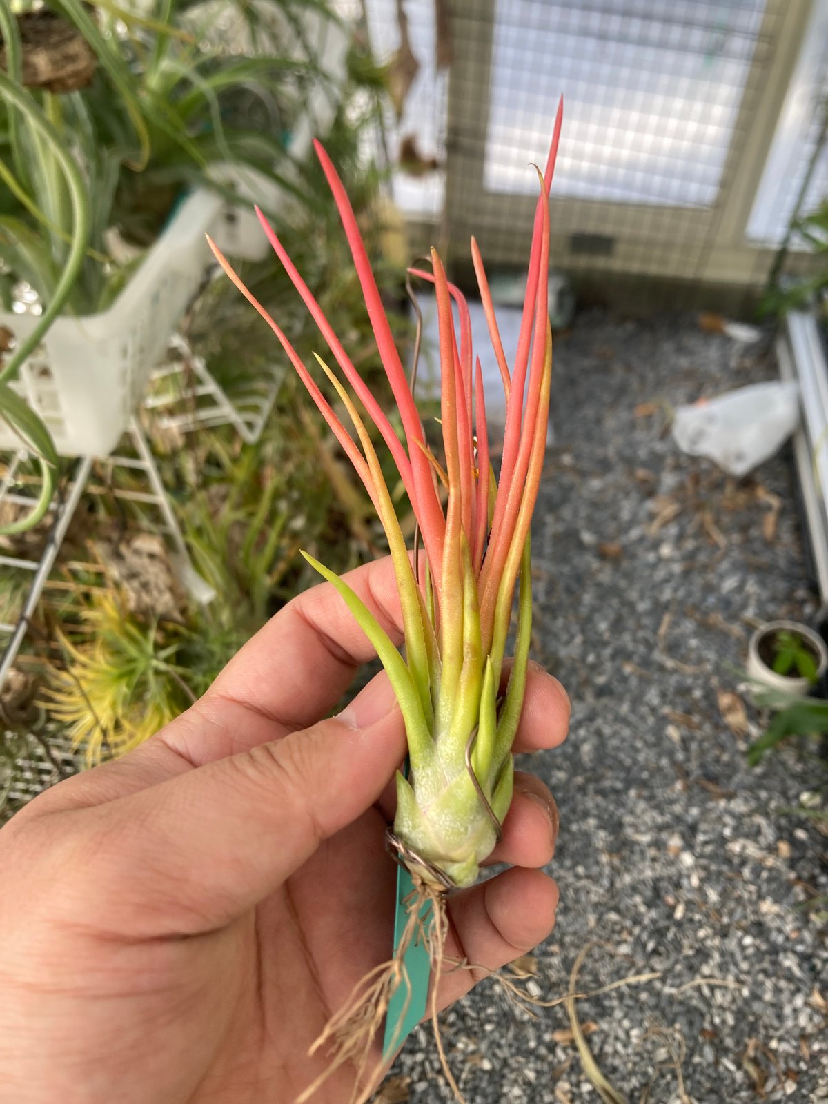 Tillandsia Joel Superior 速達発送 Tillandsia Joel Superior 速達発送 - メルカリ