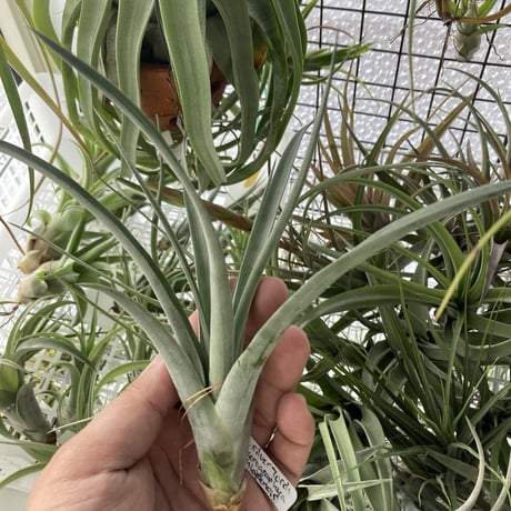 T.Silver Torch (xerographica × chiapensis)