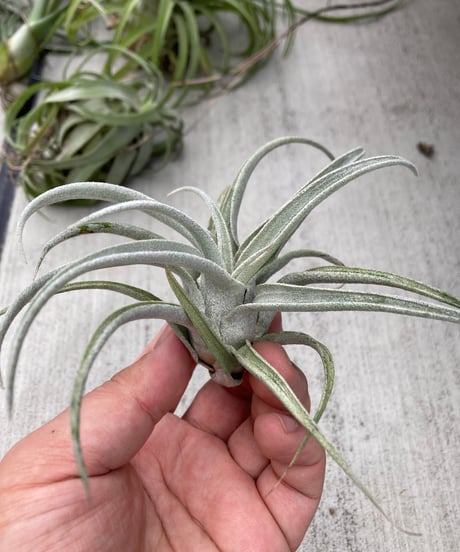 CATEGORY Tillandsia | 【Good Field】エアープランツ専門店