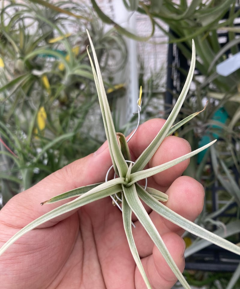 Ꭲ.Deborah Ann | 【Good Field】エアープランツ専門店