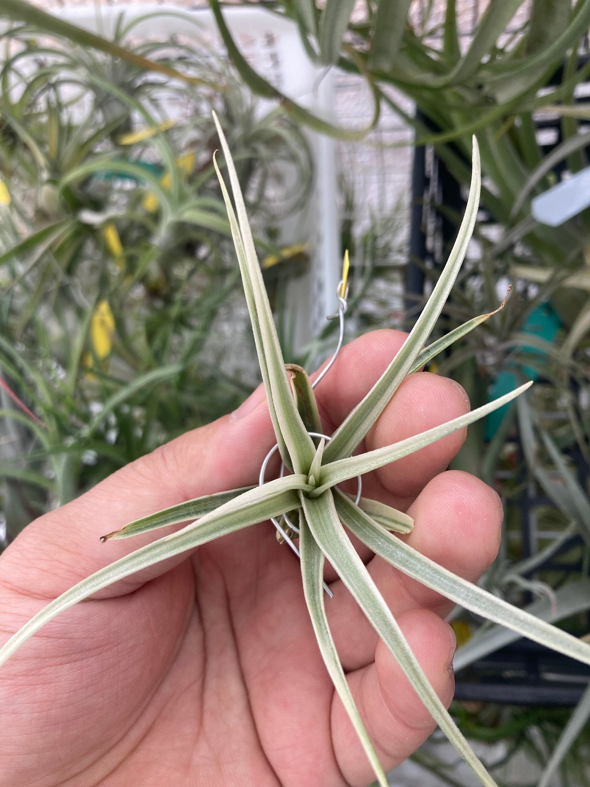 Tillandsia Deborah Ann 速達発送 Tillandsia Deborah Ann 速達発送