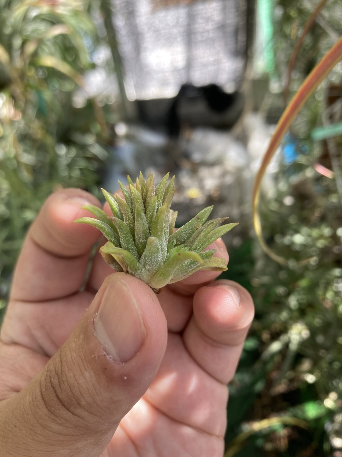 英麻呂T. ionantha ‘Nizanda' と‘Hazel Nut' Ionantha Hazelnut – Air Plant Hub