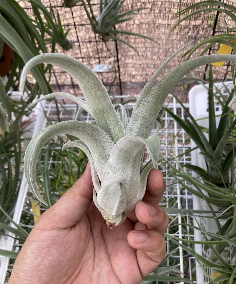 T.Bea Correale (streptophylla Belize x chiapens