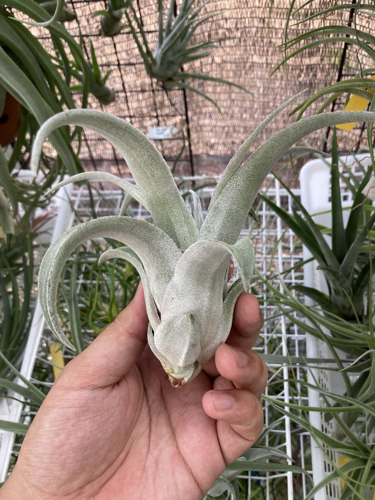 T.Bea Correale (streptophylla Belize x chiapens