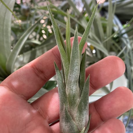 チランジア ティムズロイヤルトレジャー 楽天市場】(現品) チランジア 'ティムズ ロイヤルトレジャー