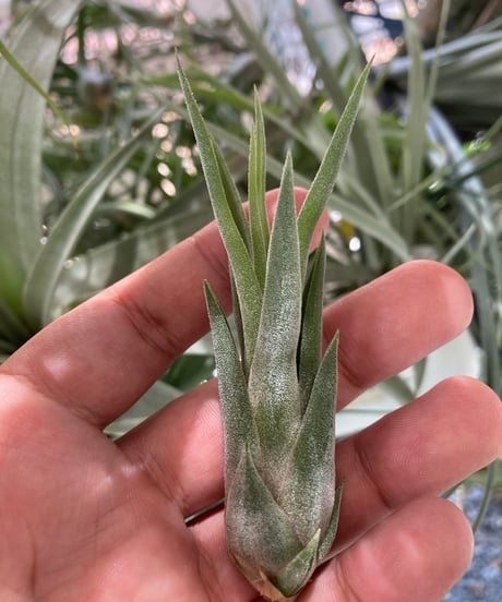CATEGORY Tillandsia | 【Good Field】エアープランツ専門店