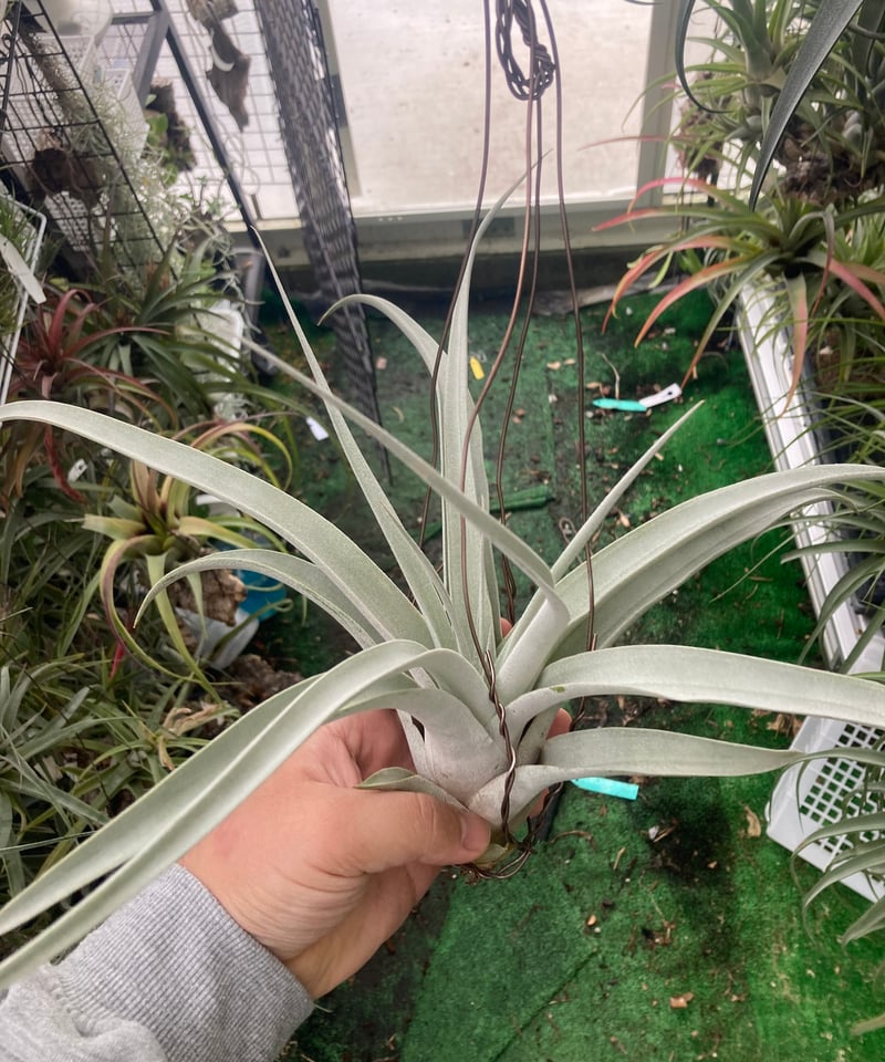 T.Silver Torch (xerographica × chiapensis) | 【G