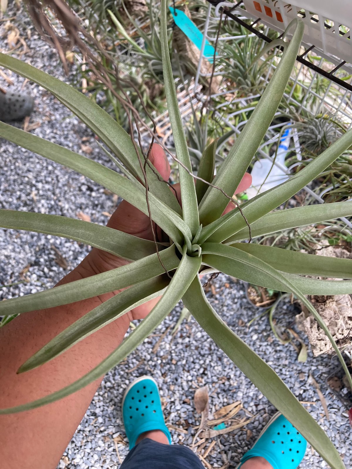 T.Padre (roland-gosselinii x chiapensis) | 【Goo