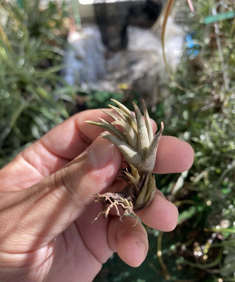 T.peiranoi | 【Good Field】エアープランツ専門店