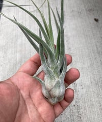 【送料無料】'Kraken'〔エアプランツ〕現品発送T5147 送料無料】'Kraken'〔エアプランツ〕現品発送T5147