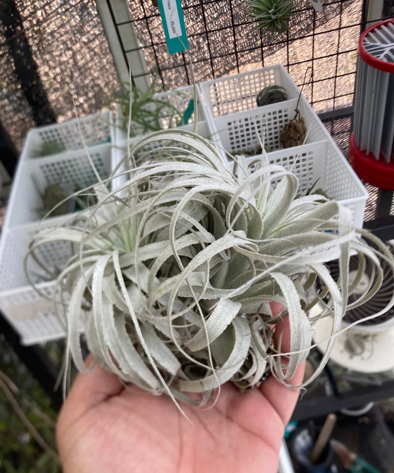 Ꭲ.chapeuensis var.turriformis | 【Good Field】エアー