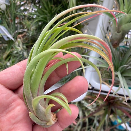 人気交配種♡チランジアココナッツグローブ×ベアコレアレ